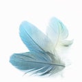 Bird feathers isolated