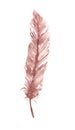 Bird Feathers Are Painted With Watercolors. Vintage Style Painting On An Isolated White Background.