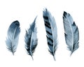 Bird feathers, set blue watercolor hand drawing Royalty Free Stock Photo