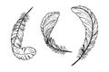 Bird feathers set. Vector stock illustration eps10. Isolate on white background, outline, hand drawing. Royalty Free Stock Photo