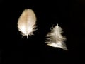 Bird feathers on water