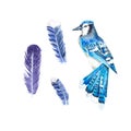 Bird and feathers on a white background in watercolor. The blue jay is isolated. Watercolor illustration. Suitable for design, Royalty Free Stock Photo