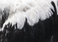Bird Feature close up Animal Wing Nature Background Royalty Free Stock Photo