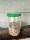 bird feed in a jar