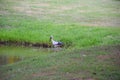 A bird feed in the lake.