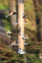 Bird feeder Royalty Free Stock Photo