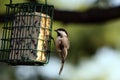 Bird feeder Royalty Free Stock Photo