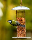 Bird on a feeder