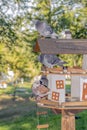 Bird feeder in the city park.  Close-up of a pigeon sitting on a bird feeder Royalty Free Stock Photo