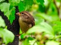 Bird On A Feeder: Female House Sparrow Bird Eats Nyjer Seeds From A Bird Seed Feeder