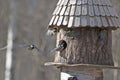 Bird feeder and five birds Royalty Free Stock Photo