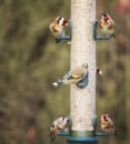 Goldfinches. Royalty Free Stock Photo