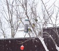 Bird feeder with great tit Parus major. Plastic bird feeder for the feeding birds with christmas ball on the garden tree. Royalty Free Stock Photo