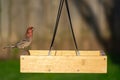 Bird on Feeder