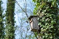 Bird feeder hung on a tree among the high leaves. Royalty Free Stock Photo