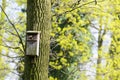 Bird feeder hung on a tree among the high leaves. Royalty Free Stock Photo