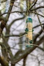 Bird feeder - long plastic, transparent feeder hanging on the tree between branches