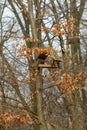 Bird feeder placed on the tree in forest, wooden birdhouse in autumn