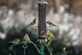 A bird feeder in a Sussex garden attracting goldfinches and blue tits