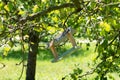 Bird feeder in a tree garden Royalty Free Stock Photo