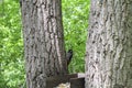 A bird feeder between the trees