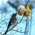 bird feeder with bird, winter bird feeding, cold weather help for wild birds Royalty Free Stock Photo