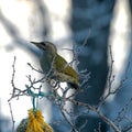 bird feeder with bird, winter bird feeding, cold weather help for wild birds Royalty Free Stock Photo