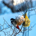 bird feeder with bird, winter bird feeding, cold weather help for wild birds Royalty Free Stock Photo