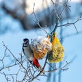 bird feeder with bird, winter bird feeding, cold weather help for wild birds Royalty Free Stock Photo