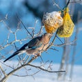 bird feeder with bird, winter bird feeding, cold weather help for wild birds Royalty Free Stock Photo