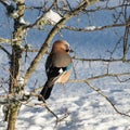 bird feeder with bird, winter bird feeding, cold weather help for wild birds