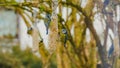 Bird feeders. Birds peck food from the feeders sitting on the branches of a tree.Bird food.Feeding birds in winter.