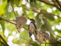 Bird feeding baby birds Royalty Free Stock Photo