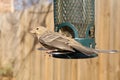 Bird feeding at backyard feeder