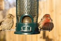 Bird feeding at backyard feeder