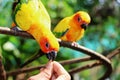 Bird feeding form hand Royalty Free Stock Photo