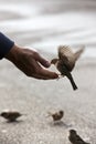 Bird feeding hand Royalty Free Stock Photo