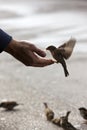 Bird feeding hand Royalty Free Stock Photo