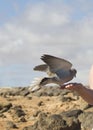 Bird feeding from hand Royalty Free Stock Photo