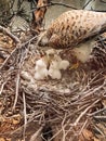 Bird is feeding its babies in a nest Royalty Free Stock Photo