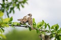 Bird feeding its little funny Sparrow sitting on a branch in sp Royalty Free Stock Photo