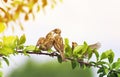 Bird feeding its two little funny Sparrow sitting on a branch i Royalty Free Stock Photo