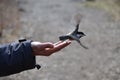 Bird Feeding From Palm Of Hand Then Flying Away