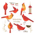 Bird feeding poster