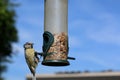 Bird on a feeding station