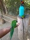 Bird feeding time at the Zoo