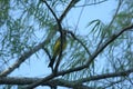 BIRD FEEDING ON THE TREE