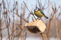 Bird feeding in winter