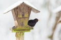 Bird Feeding Wit A Blackbird