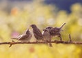 Bird feeds its three funny little yellow mouthed Sparrow Chicks sitting on a branch in a summer Sunny garden